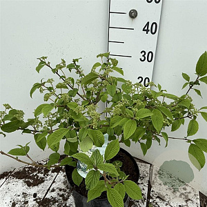 Viburnum plic. 'Mariesii' 50-60 cm 7,5L