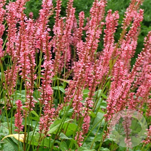 Persicaria a. 'Orangofield' GM P9