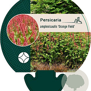 Persicaria a. 'Orangofield' GM P9