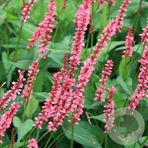 Persicaria a. 'Orangofield' GM P9
