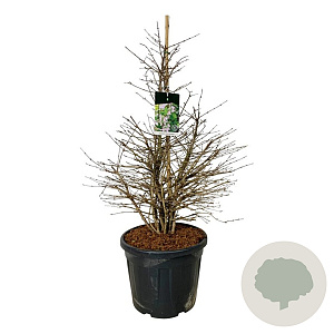 Viburnum plic. 'Molly Schroeder' 100-125 cm cont. 55L extra