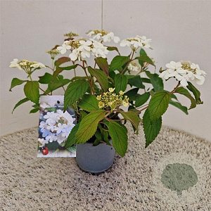 Viburnum plic. 'Watanabe' 30-35 cm 2,5L