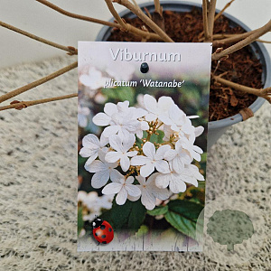 Viburnum plic. 'Watanabe' 30-35 cm 2,5L
