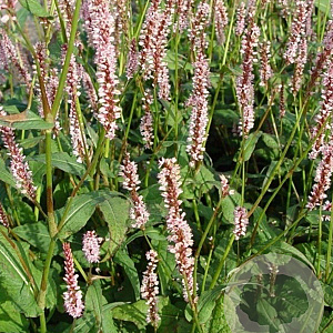 Persicaria a. 'Rosea' GM P9