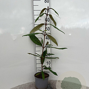 Viburnum rhytidophyllum 40-60 cm 2,0L