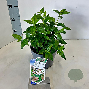 Viburnum tinus 25-30 cm 2,0L