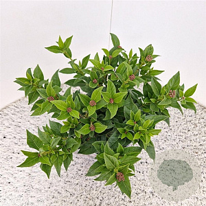 Viburnum tinus 40-50 cm 2,5L