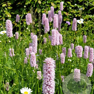 Persicaria bistorta GM P9