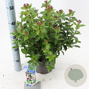 Viburnum tin. 'Eve Price' 30-40 cm 3,0L