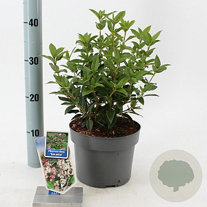 Viburnum tin. 'Eve Price' 30-40 cm 3,0L