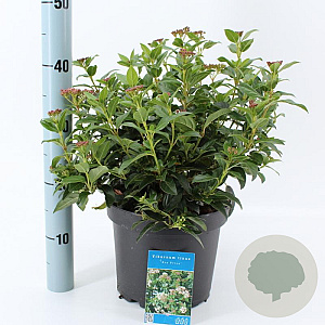 Viburnum tin. 'Eve Price' 35-45 cm 5,0L