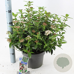 Viburnum tin. 'Eve Price' 35-45 cm 5,0L
