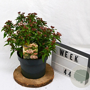 Viburnum tin. 'Eve Price' 40-50 cm 5,0L