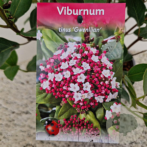 Viburnum tin. 'Gwenllian' 30-40 cm 2,5L