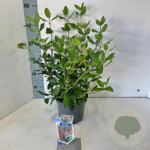 Viburnum tin. 'Gwenllian' 30-40 cm 3,0L