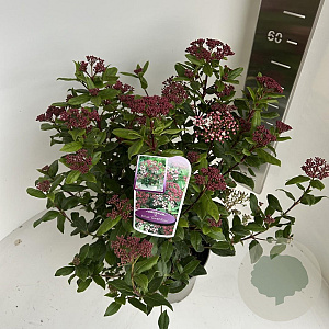 Viburnum tin. 'Gwenllian' 40-45 cm 5,0L