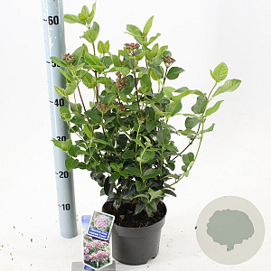 Viburnum tin. Lisarose 25-30 cm 2,0L