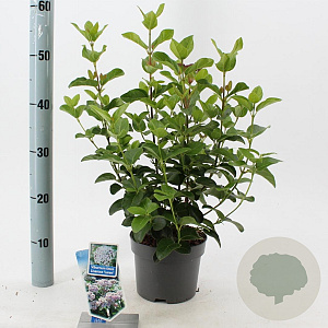 Viburnum tin. Lisarose 25-30 cm 2,0L