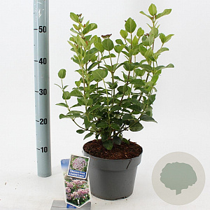 Viburnum tin. Lisarose 30-40 cm 3,0L