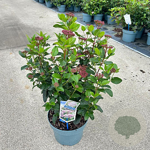 Viburnum tin. Lisarose 35-45 cm 5,0L
