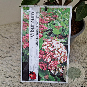 Viburnum tin. Lisarose 40-45 cm 2,5L