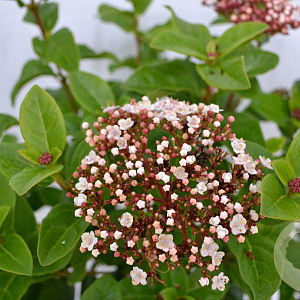 Viburnum tin. Lisarose 40-50 cm 3,0L