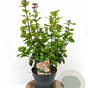 Viburnum tin. Lisarose 40-50 cm 3,0L
