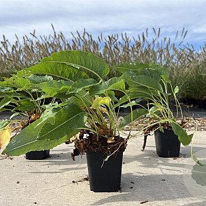 Persicaria bistorta 'Superba' GM P9