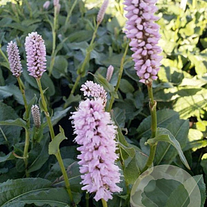 Persicaria bistorta 'Superba' GM P9