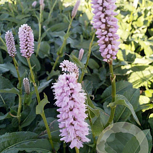 Persicaria bistorta 'Superba' GM P9