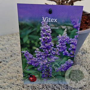 Vitex agnus-castus 15-20 cm 3,0L