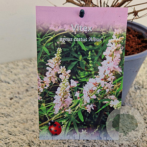 Vitex agnus-castus 'Albus' 15-20 cm 3,0L