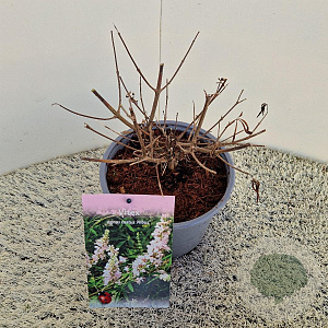 Vitex agnus-castus 'Albus' 15-20 cm 3,0L