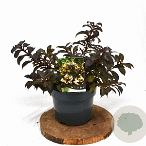 Weigela Black and White 25-30 cm 3,0L