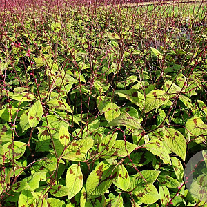 Persicaria filiformis GM P9