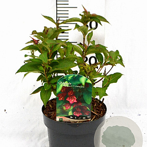 Weigela Cherry Love 30-40 cm 3,0L