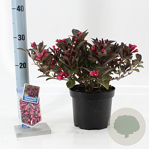 Weigela florida 'Alexandra' 20-25 cm 2,0L
