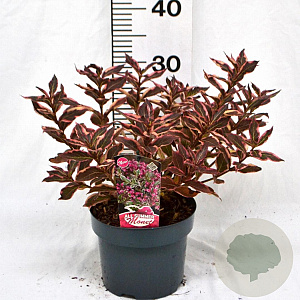 Weigela florida All Summer Monet 25-30 cm 3,0L