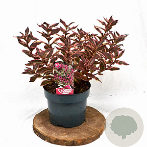 Weigela florida All Summer Monet 25-30 cm 3,0L