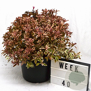 Weigela florida All Summer Monet 50-70 cm 12L