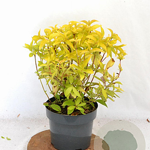Weigela florida Jean's Gold 25-30 cm 3,0L