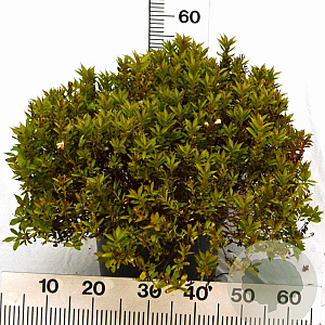 Weigela Picobella Bianco 40-50 cm 12L