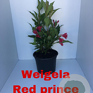Weigela 'Red Prince' 30-40 cm 2,0L