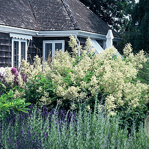 Persicaria polymorpha GM P9