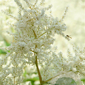 Persicaria polymorpha GM P9