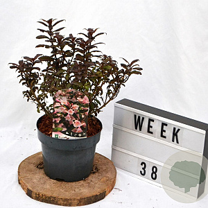 Weigela Vintage Love 25-30 cm 3,0L