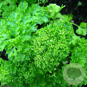 Petroselinum crispum GM P9