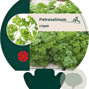 Petroselinum crispum GM P9