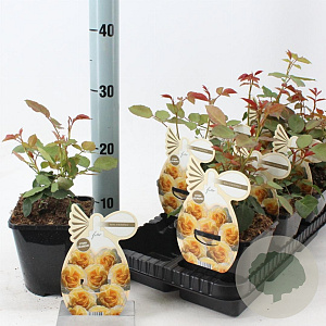 Rosa (F) Faustinia 10-15 cm C1.5