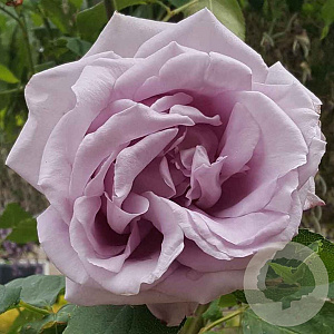 Rosa (K) 'Indigoletta' 150-175 cm vierkant rond 5,5L